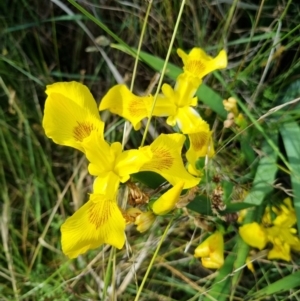 Iris pseudacorus at Yarralumla, ACT - 25 Nov 2023