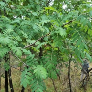 Sorbus domestica at Bruce Ridge - 25 Nov 2023