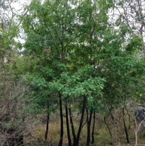 Sorbus domestica at Bruce Ridge - 25 Nov 2023