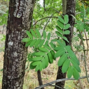 Sorbus domestica at Bruce Ridge - 25 Nov 2023