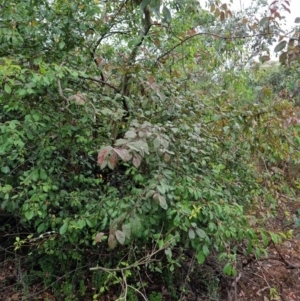 Prunus cerasifera at Bruce Ridge - 25 Nov 2023