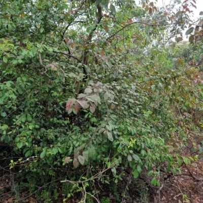 Prunus cerasifera (Cherry Plum) at Bruce Ridge - 24 Nov 2023 by jpittock