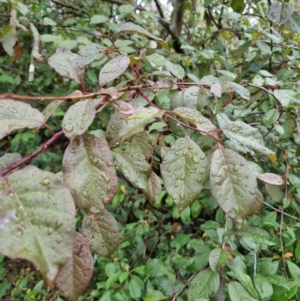 Prunus cerasifera at Bruce Ridge - 25 Nov 2023