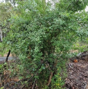 Prunus sp. at Bruce Ridge - 25 Nov 2023 10:07 AM