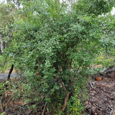 Prunus sp. (A Plum) at Bruce Ridge - 24 Nov 2023 by jpittock