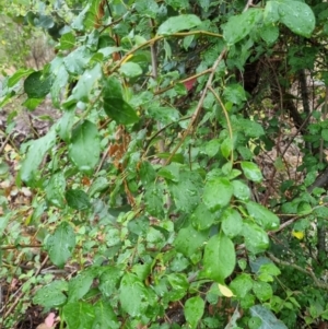 Prunus sp. at Bruce Ridge - 25 Nov 2023 10:07 AM