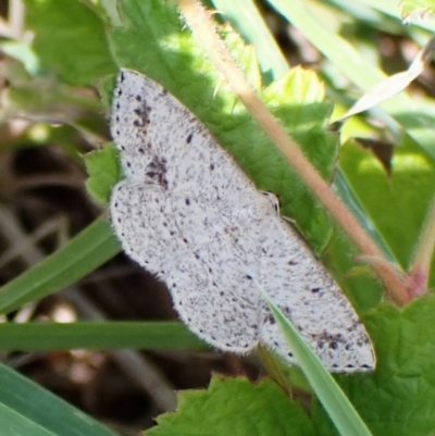 Taxeotis intextata (Looper Moth, Grey Taxeotis) at Mount Painter - 25 Nov 2023 by CathB