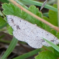 Taxeotis intextata at Mount Painter - 26 Nov 2023 10:29 AM