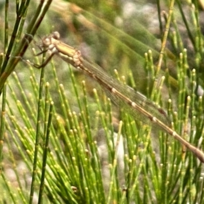 Austrolestes sp. (genus) (Ringtail damselfy) at Wingello, NSW - 9 Jan 2023 by GlossyGal