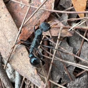 Myrmecia tarsata at Nadgee Nature Reserve - 15 Nov 2023 12:52 PM