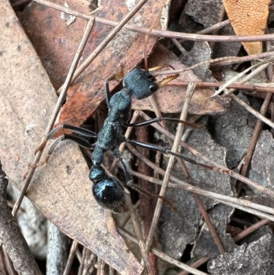 Myrmecia tarsata (Bull ant or Bulldog ant) at Nadgee Nature Reserve - 15 Nov 2023 by Pirom