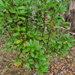 Arbutus unedo at Tuggeranong Hill - 28 Nov 2023 11:27 AM