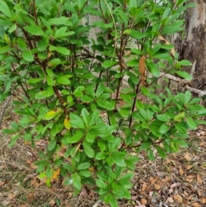 Arbutus unedo at Tuggeranong Hill - 28 Nov 2023