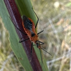 Gminatus australis (Orange assassin bug) at Nadgee Nature Reserve - 17 Nov 2023 by Pirom