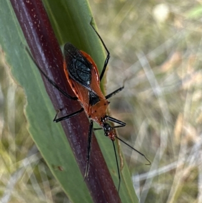 Gminatus australis at Nadgee, NSW - 16 Nov 2023 by Pirom