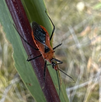 Gminatus australis at Nadgee Nature Reserve - 16 Nov 2023 by Pirom