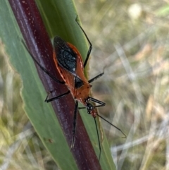 Unidentified Assassin bug (Reduviidae) at Nadgee, NSW - 16 Nov 2023 by Pirom