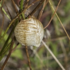 Mantidae (family) (Egg case of praying mantis) at Weetangera, ACT - 23 Feb 2023 by AlisonMilton