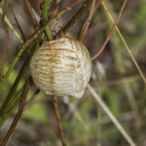 Mantidae - egg case (family) at The Pinnacle - 24 Feb 2023