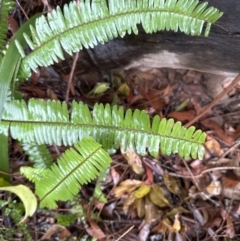 Nephrolepis cordifolia (Fishbone Fern) at Bomaderry, NSW - 28 Nov 2023 by lbradleyKV