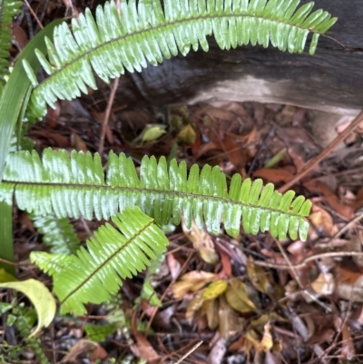 Nephrolepis cordifolia (Fishbone Fern) at Bomaderry, NSW - 28 Nov 2023 by lbradley