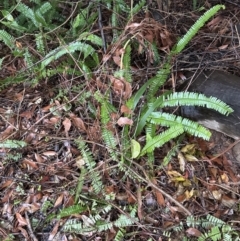 Nephrolepis cordifolia at Bomaderry, NSW - 28 Nov 2023 06:42 PM