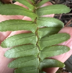 Nephrolepis cordifolia at Bomaderry, NSW - 28 Nov 2023 06:42 PM