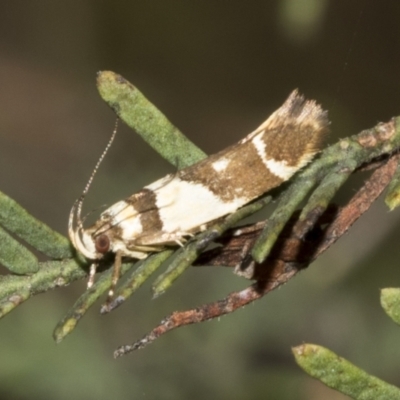 Macrobathra chrysotoxa (A cosmet moth) at Weetangera, ACT - 23 Feb 2023 by AlisonMilton