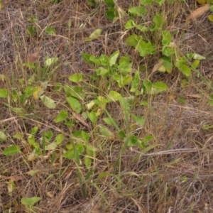 Viola odorata at The Pinnacle - 22 Nov 2023