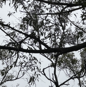 Eucalyptus piperita at Bomaderry, NSW - 28 Nov 2023 06:47 PM