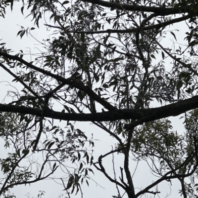 Eucalyptus piperita (Peppermint Stringybark) at Bomaderry, NSW - 28 Nov 2023 by lbradleyKV