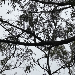 Eucalyptus piperita at Bomaderry, NSW - 28 Nov 2023