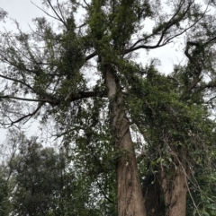 Eucalyptus piperita at Bomaderry, NSW - 28 Nov 2023