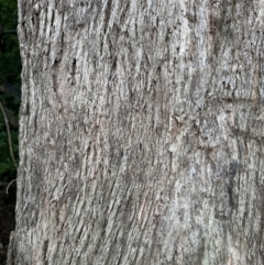 Eucalyptus piperita at Bomaderry, NSW - 28 Nov 2023