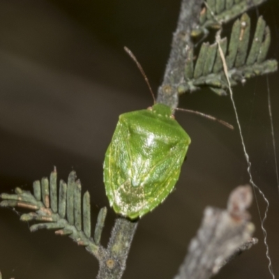 Cuspicona simplex (Green potato bug) at Weetangera, ACT - 23 Feb 2023 by AlisonMilton