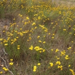 Xerochrysum viscosum (Sticky Everlasting) at The Pinnacle - 22 Nov 2023 by pinnaCLE