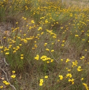 Xerochrysum viscosum at The Pinnacle - 22 Nov 2023