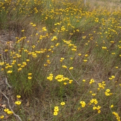 Xerochrysum viscosum (Sticky Everlasting) at Belconnen, ACT - 22 Nov 2023 by pinnaCLE