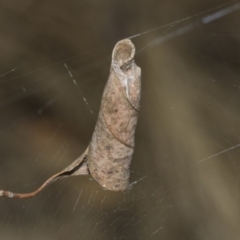 Araneinae (subfamily) (Orb weaver) at Weetangera, ACT - 23 Feb 2023 by AlisonMilton