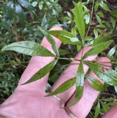 Ceratopetalum gummiferum (New South Wales Christmas-bush, Christmas Bush) at Bomaderry, NSW - 28 Nov 2023 by lbradley