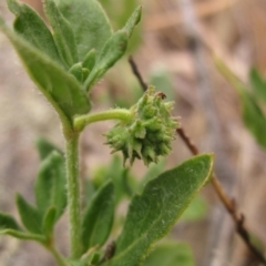 Opercularia hispida (Hairy Stinkweed) at Belconnen, ACT - 22 Nov 2023 by pinnaCLE