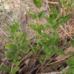 Opercularia hispida at The Pinnacle - 22 Nov 2023