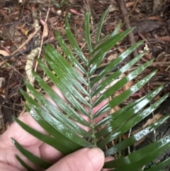 Macrozamia communis (Burrawang) at Bomaderry, NSW - 28 Nov 2023 by lbradleyKV