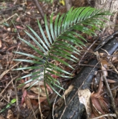 Macrozamia communis at Bomaderry, NSW - 28 Nov 2023