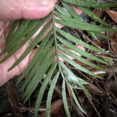 Macrozamia communis at Bomaderry, NSW - 28 Nov 2023