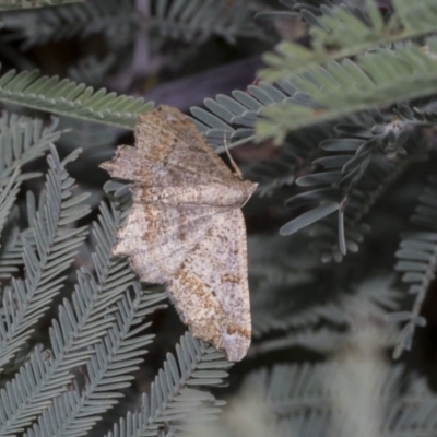 Dissomorphia australiaria (Dashed Geometrid, Ennominae) at The Pinnacle - 23 Feb 2023 by AlisonMilton