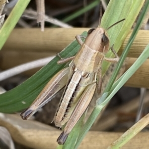 Praxibulus sp. (genus) at Molonglo Valley, ACT - 28 Nov 2023