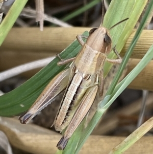 Praxibulus sp. (genus) at Molonglo Valley, ACT - 28 Nov 2023