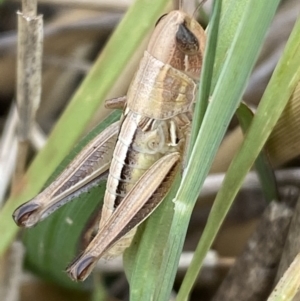 Praxibulus sp. (genus) at Molonglo Valley, ACT - 28 Nov 2023