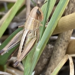 Praxibulus sp. (genus) at Molonglo Valley, ACT - 28 Nov 2023